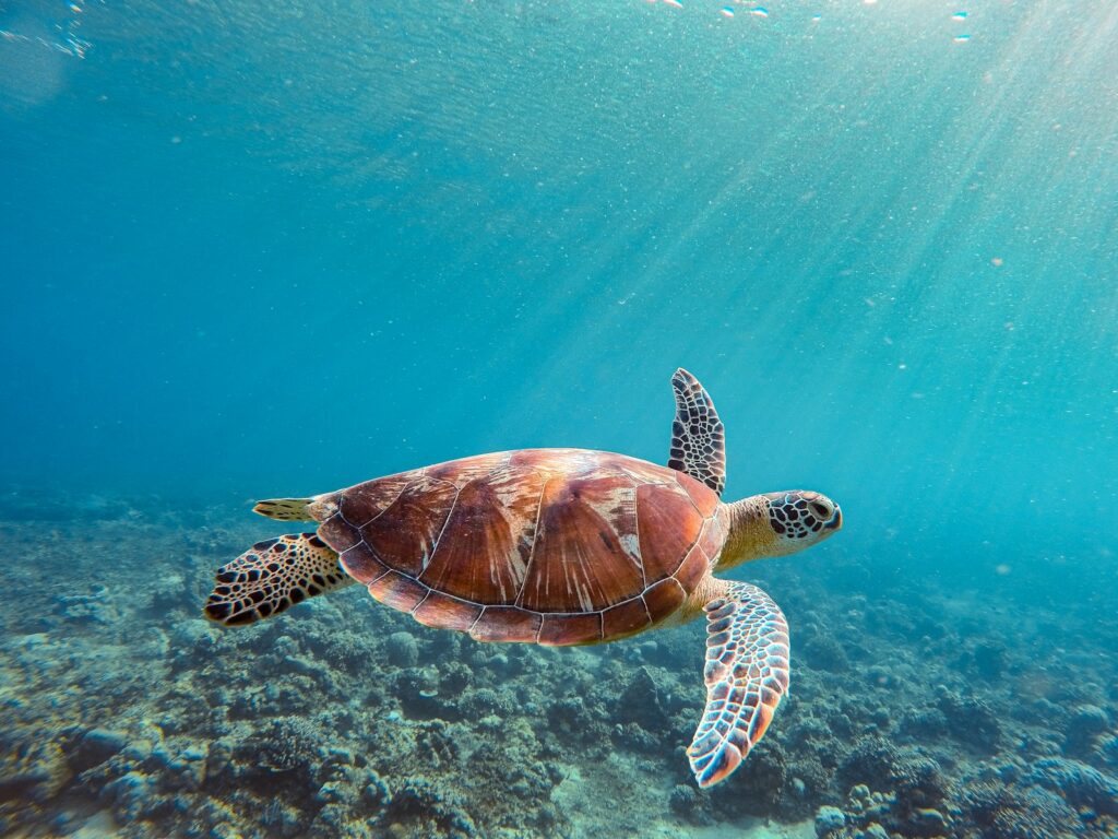 A sea turtle swimming through clear turquoise water near a coral reef at Perhentian Islands
