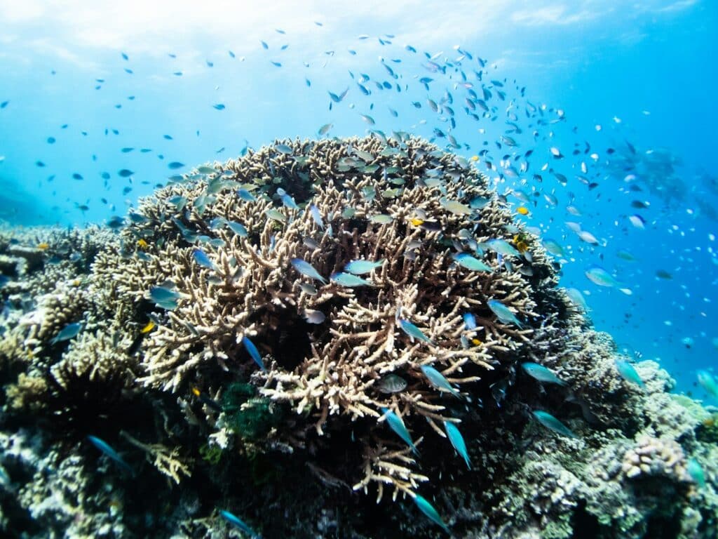 Colourful reef fish swimming above coral underwater near Perhentian Islands