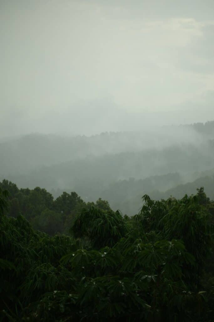 Misty green rainforest canopy at dawn in Taman Negara, Malaysia